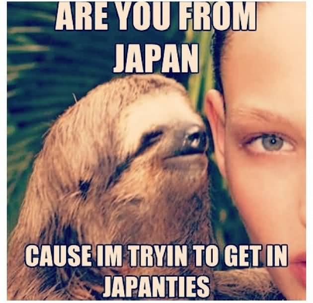 Are you from japan cause im tryin to get in japanties Funny Sloth Wisper Memes