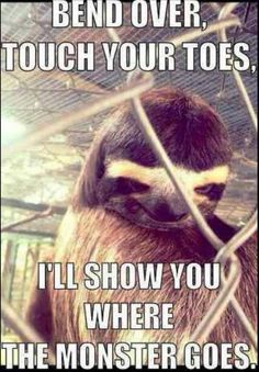 Bend over touch your toes i'll show you where the monster goes Funny Sloth Memes