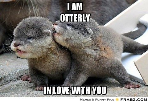 Funny Love Memes I am otterly in love with you