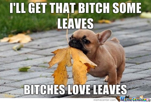 Funny Love Memes I'll get that bitch some leaves bitches love leaves