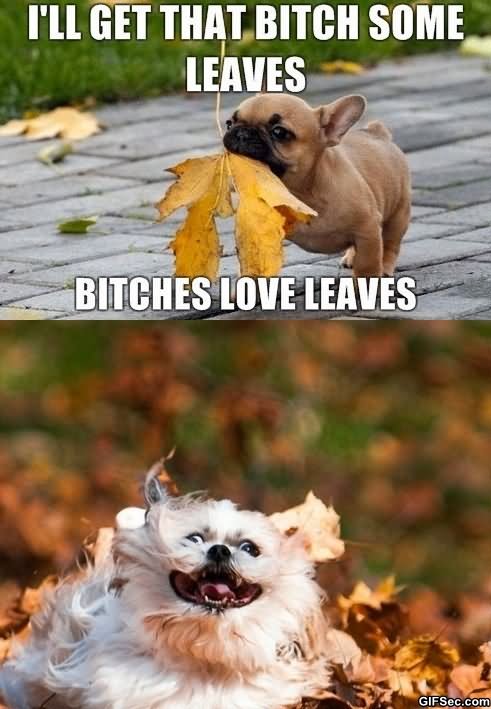 Funny Love Memes I'll that bitch some leaves bitches love leavs