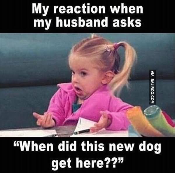 Funny Love Memes My reaction when my husband asks when did this new dog get here