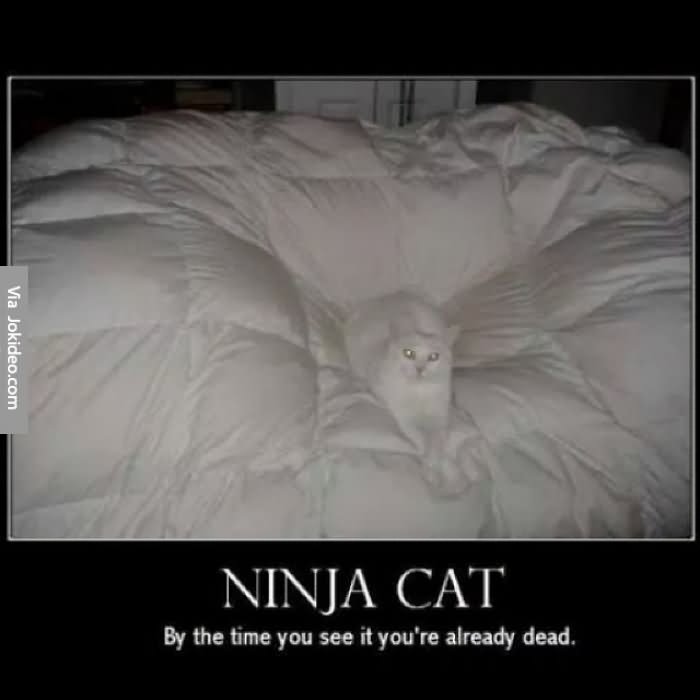 Funny Ninja Memes Ninja Cat By The Time You See It Youre Already Dead Image