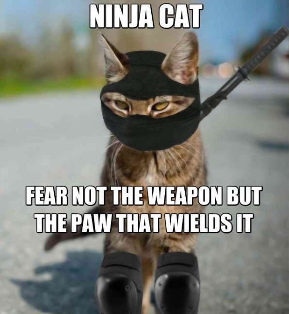 Funny Ninja Memes Ninja Cat Fear Not The Weapon But The Paw That Wields It Picture