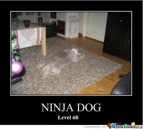 Funny Ninja Memes Ninja Dog Level 68 Image