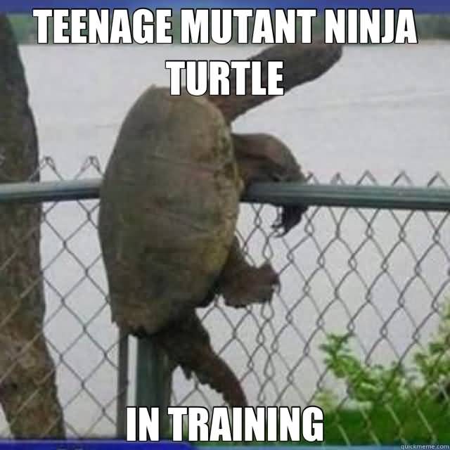 Funny Ninja Memes Teenage Mutant Ninja Turtle In Training Image