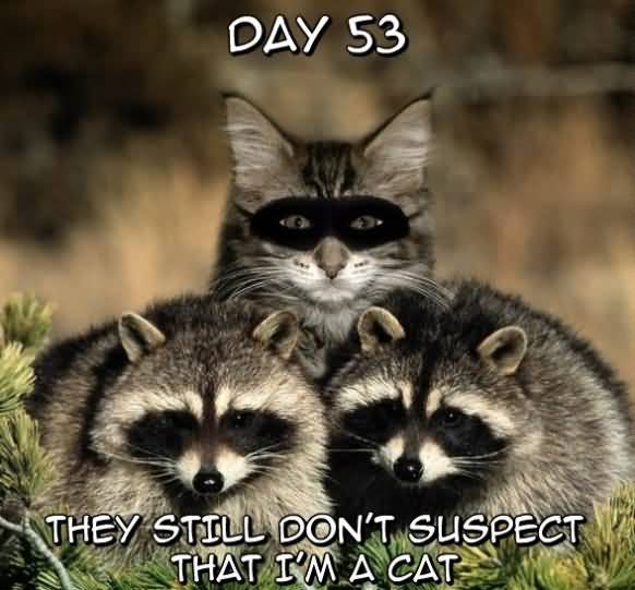 Funny Ninja Memes They Still Dont Suspect That I Am A Cat Image