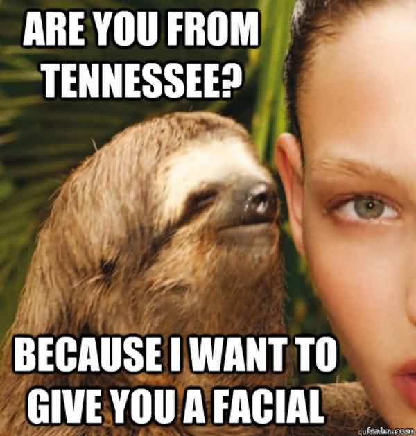 Funny Sloth Memes Are you from tennessee because i want to give you a facial