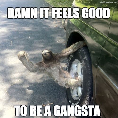 Funny Sloth Memes Damn it feels good to be a gangsta