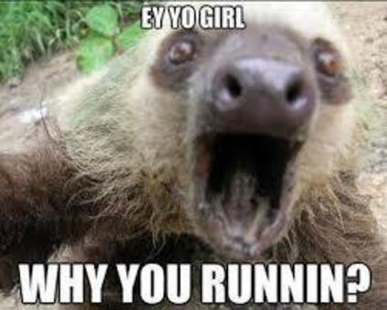 Funny Sloth Memes Ey yo girl why you runnin