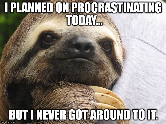 Funny Sloth Memes I planned on procrastinating today