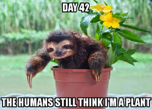 Funny Sloth Memes The humans still think i'm a plant