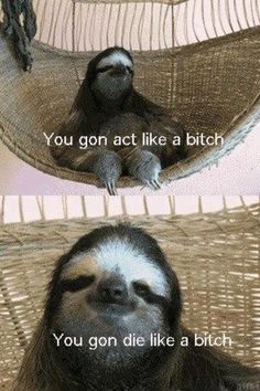 Funny Sloth Memes You gon act like a bitch you gon die like a bitch
