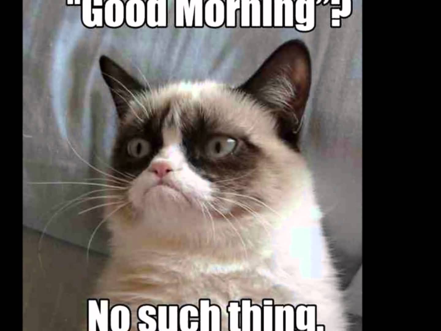 Good morning no such thing Grumpy Cat Meme