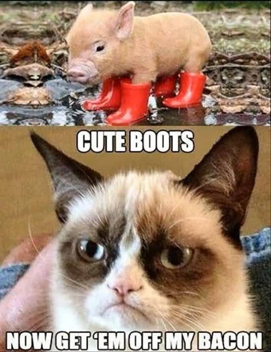 Grumpy Cat Meme Cute boots now get em off my bacon