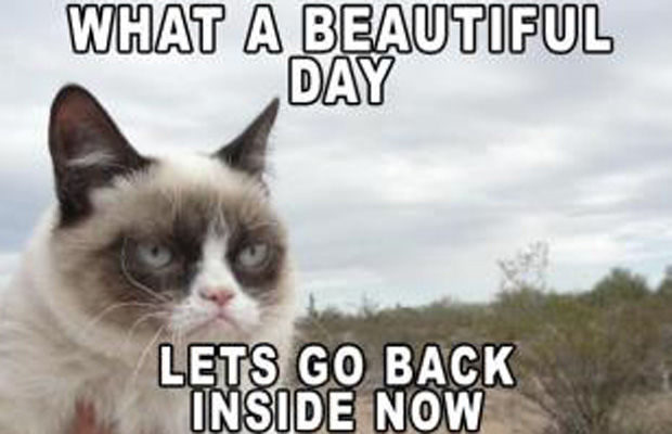 Grumpy Cat Meme What A Beautiful Day Lets Go Back Inside Now
