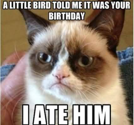 Grumpy Cat Memes A little bird told me it was your birthday i ate him Photograph