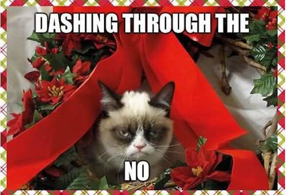 Grumpy Cat Memes Dashing through the no Photograph