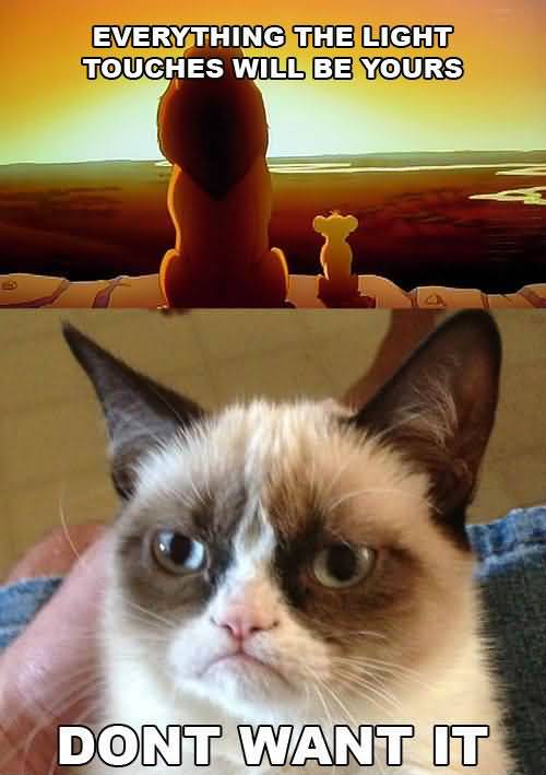 Grumpy Cat Memes Everything the light touches will be yours dont want it Photo