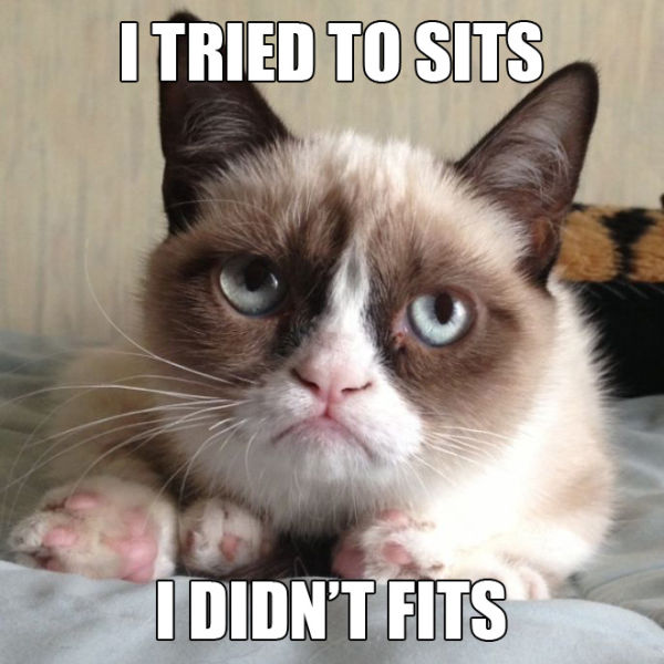 Grumpy Cat Memes I Tried To Sits I Didnt Fits Figure