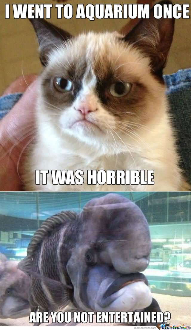 Grumpy Cat Memes I Went To Aquarium Once It Was Horrible Snap