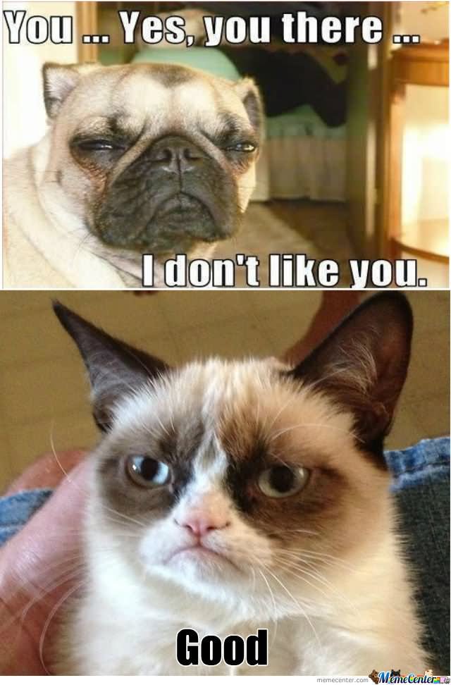 Grumpy Cat Memes You yes you there i don't like you good Picture