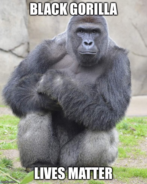 Harambe Meme Black Gorilla Lives Matter