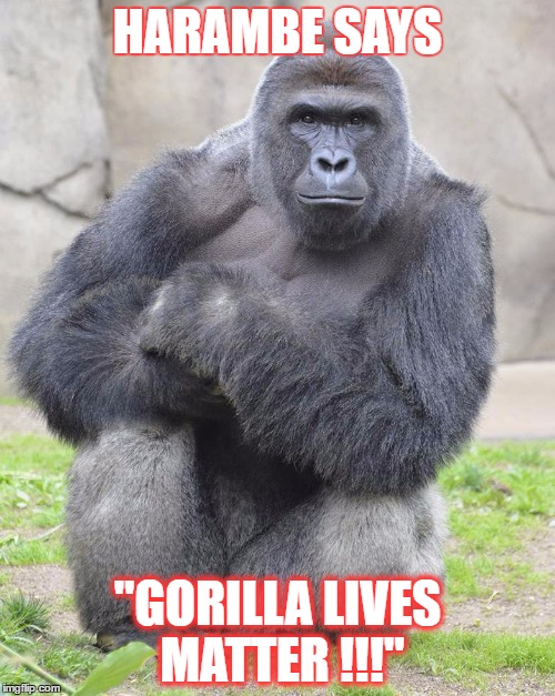 Harambe Meme Harambe Says Gorilla Lives Matter!!!