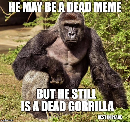 Harambe Meme He May Be A Dead Meme But He Stil Is A Dead Gorrilla