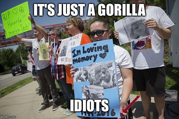 Harambe Meme It's Just A Gorilla Idiots