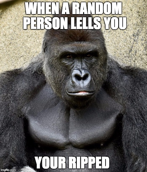 Harambe Meme When A Random Person Lells You You Ripped