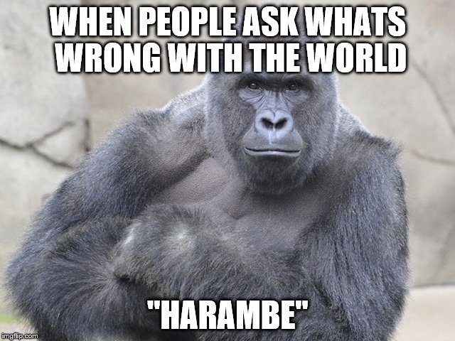 Harambe Meme When People Ask Whats Wrong With The World Harambe