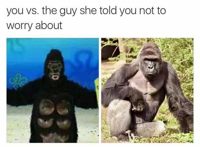 Harambe Meme You Vs The Guy She Told You Not To Worry About