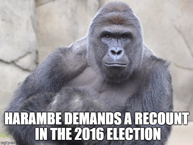 Harambe Memes Harambe Demands A Recount In The 2016 Election