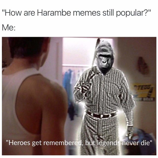 Harambe Memes How Are Harambe Memes Still Popular