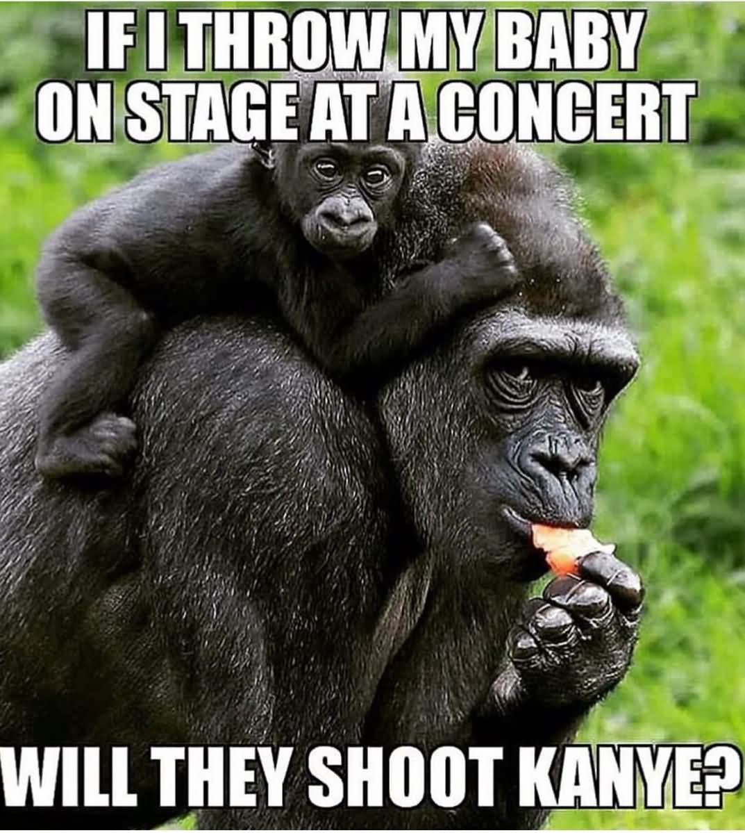 Harambe Memes If I Throw My Baby On Stage At A Concert
