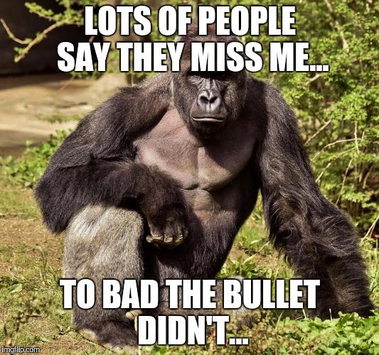 Harambe Memes Lots Of People Say They Miss Me