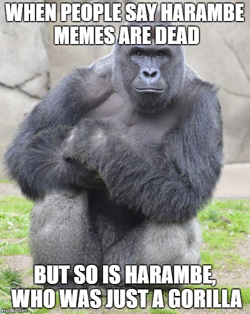 Harambe Memes When People Say Harambe Memes Are Dead But So Is Harambe