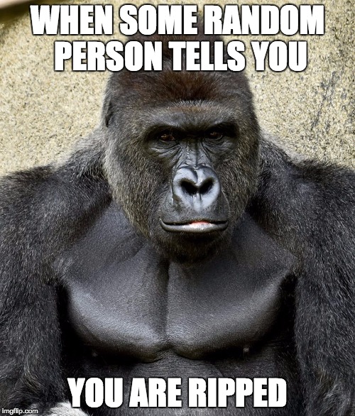 Harambe Memes When Some Random Person Tells You You Are Ripped