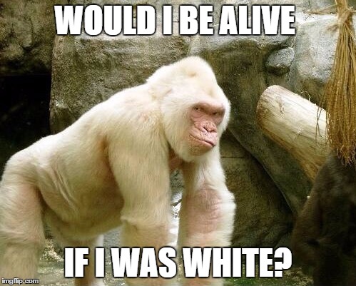 Harambe Memes Would I Be Alive If I Was White
