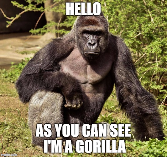 Hello As You Can See I'm A Gorilla Harambe Memes