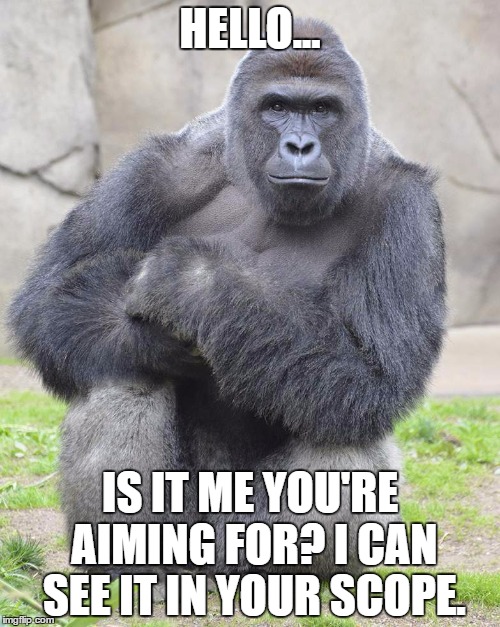 Hello Is It Me You're Aiming For Harambe Memes