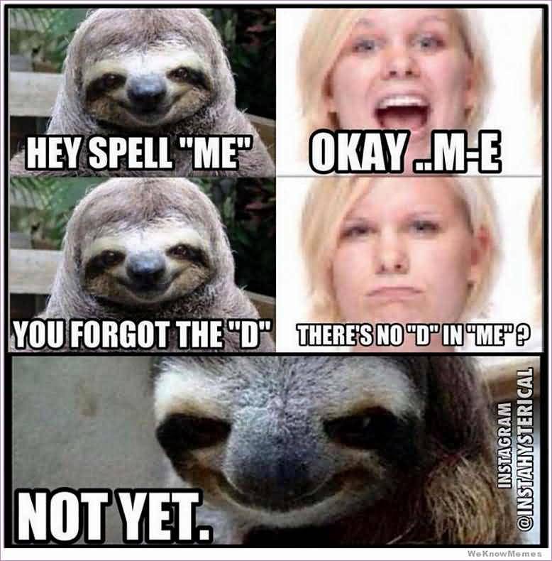 Hey spell ME okay M E you forget the D there Funny Sloth Wisper Memes