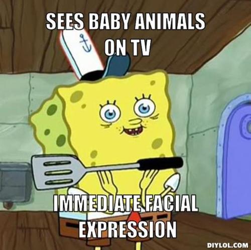 Hilarious WTF Meme Sees Baby Animals On Tv Immediate Facial Expression