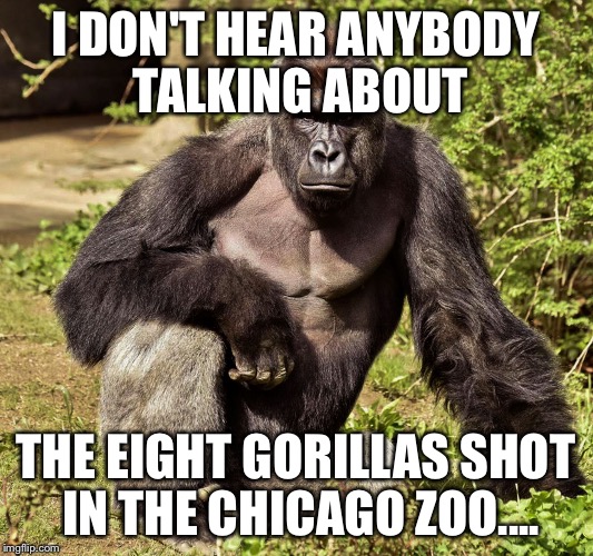 I Don't Hear Anybody Talking About The Eight Gorillas Harambe Meme