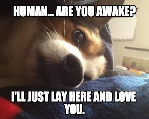 I Love You Memes Human... are you awake i'll just lay here and love you Graphics