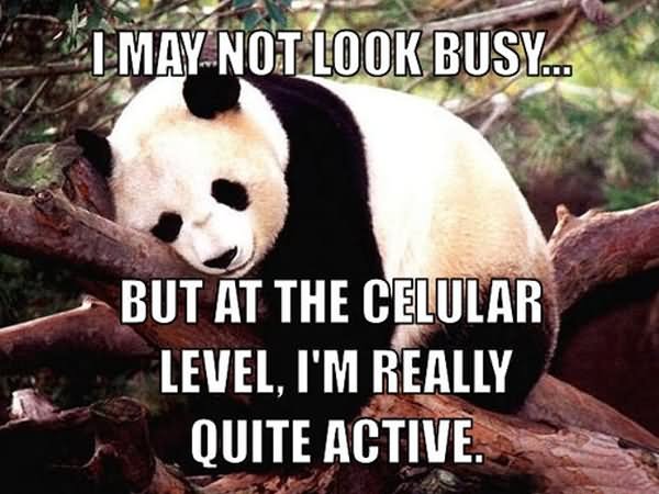 I May Not Look Busy But At The Celular Level Funny Lazy Memes
