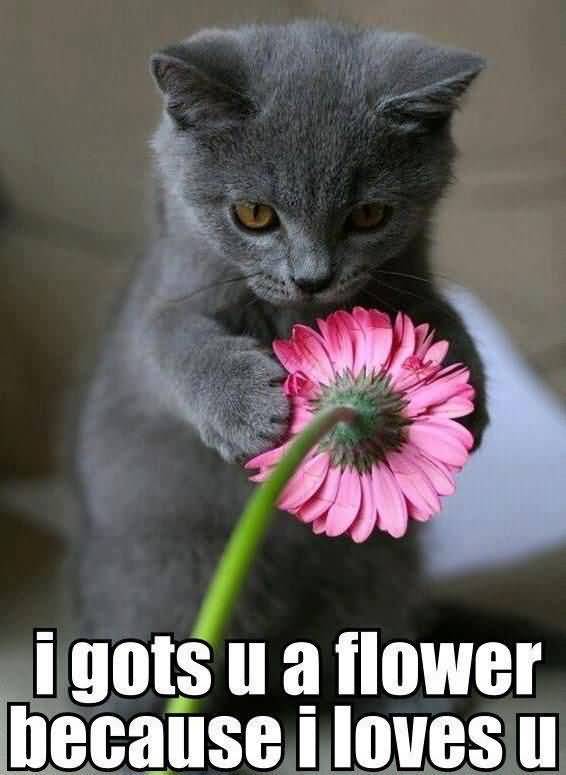 I gots u a flower because i loves u I Love You Memes Images