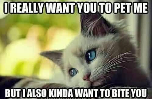 I really want you to pet me but i also kinda want to bite you I Love You Memes Images