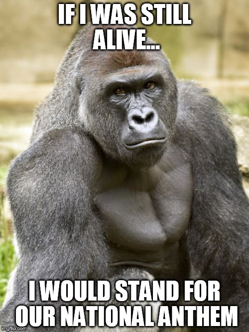 If I Was Still Alive I Would Stand For Our National Anthem Harambe Memes